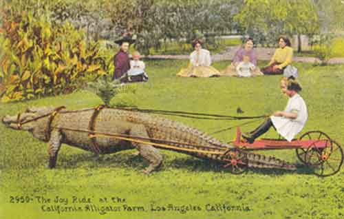 Signification Reves Alligator Joy-Ride at the Alligator  Farm Los-Angeles