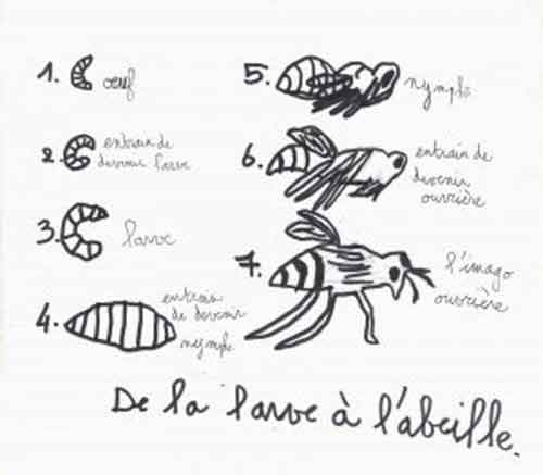 Signification Reves abeille-Florian-Julien-et-Steven