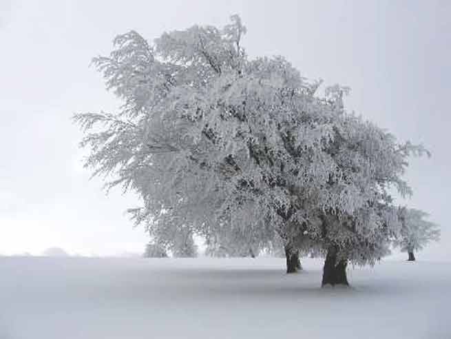 Singification Rêves arbre vent neige