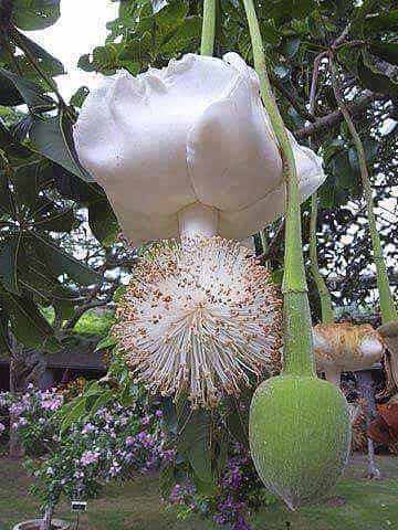baobab en fleur
