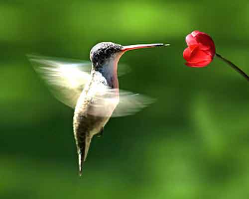 Signification Reve colibri