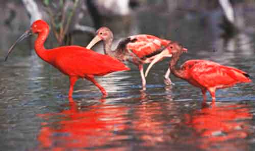 Signification Reve ibis