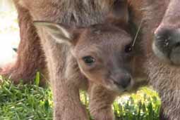 Significations Rêve kangourou bebe