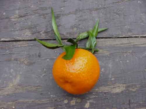 Signification Reves mandarine