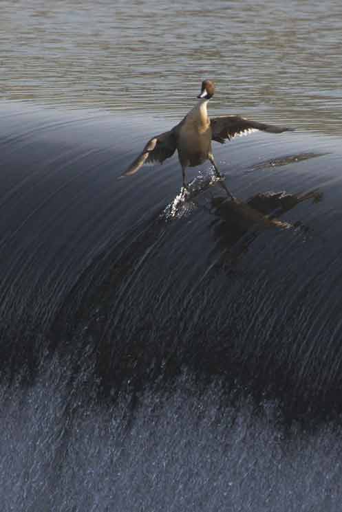 Signification Reves surf canard