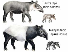 Signification Reves tapir