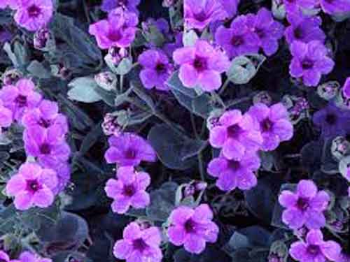 Signification Reve violette